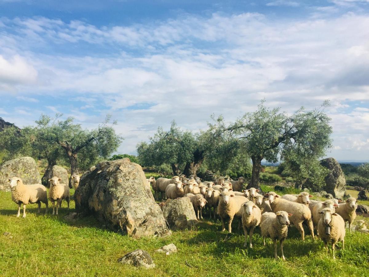 Casa Rural Flores Amarillas Almoharin Εξωτερικό φωτογραφία